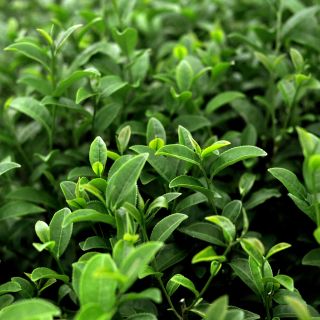 Estratto di foglie di tè verde